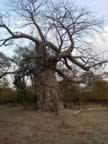 052 Baobab_jpg.jpg (137kb)